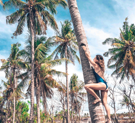 palm tree indonesia gili trawangan manta dive