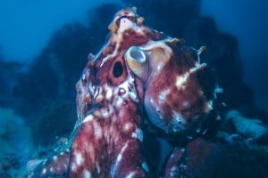 Octopus diving gili trawangan