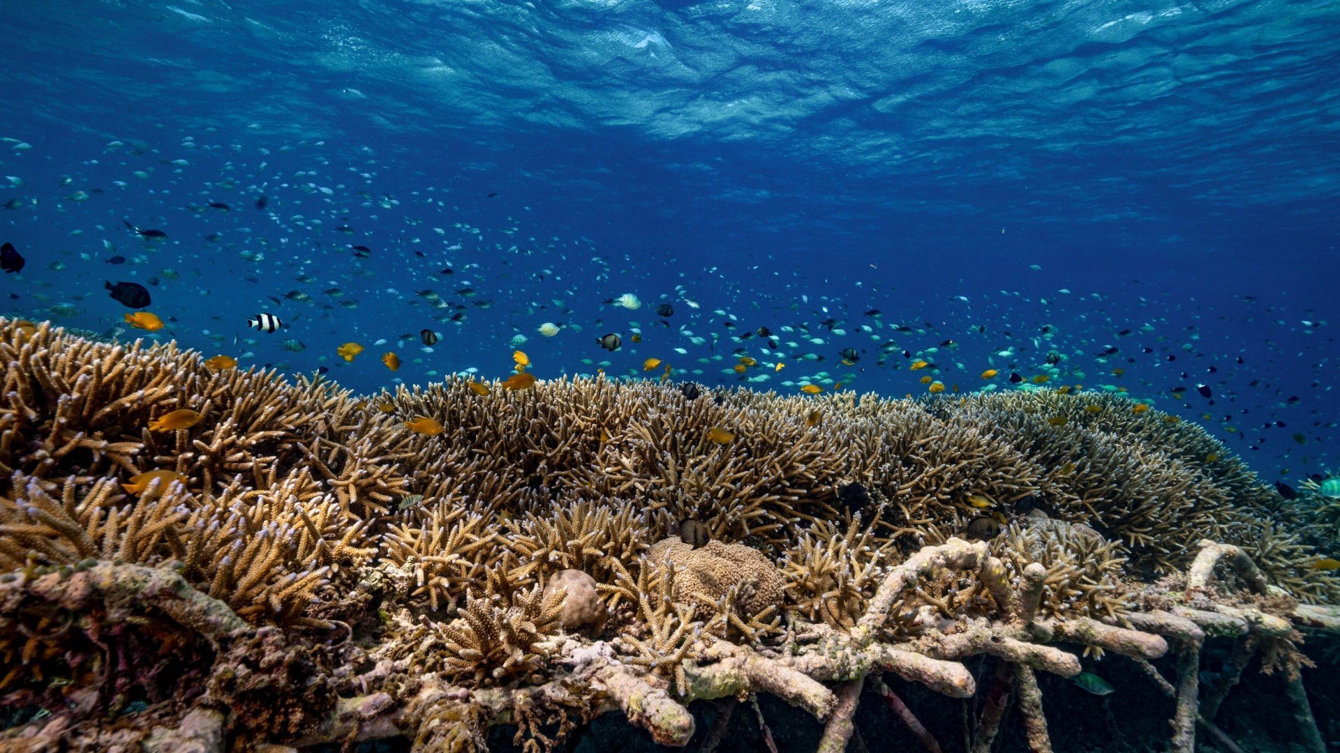 coral restoration gili islands