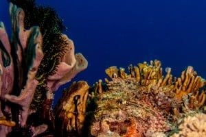 corals diving gili islands