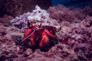 crab wandering diving gili islands