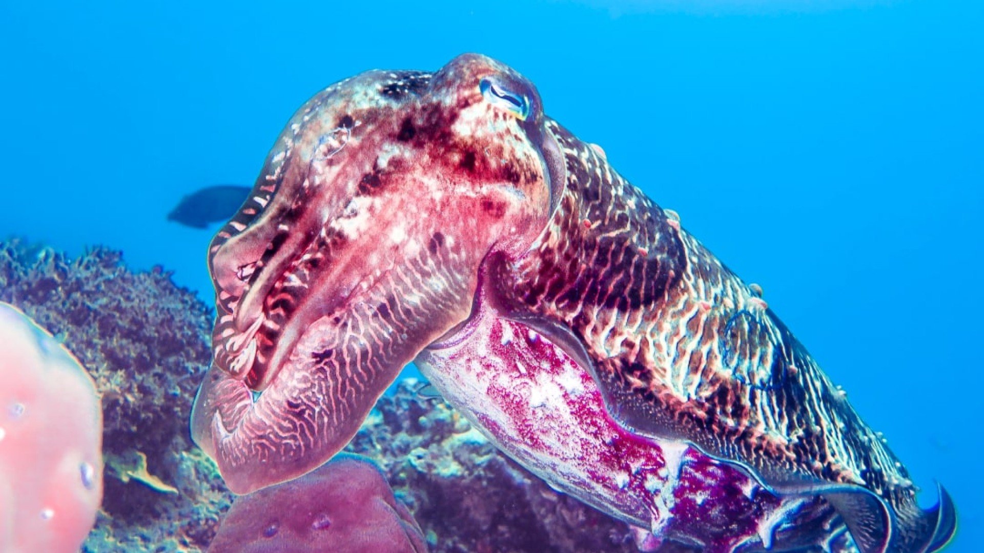 cuttlefish dive gili trawangan