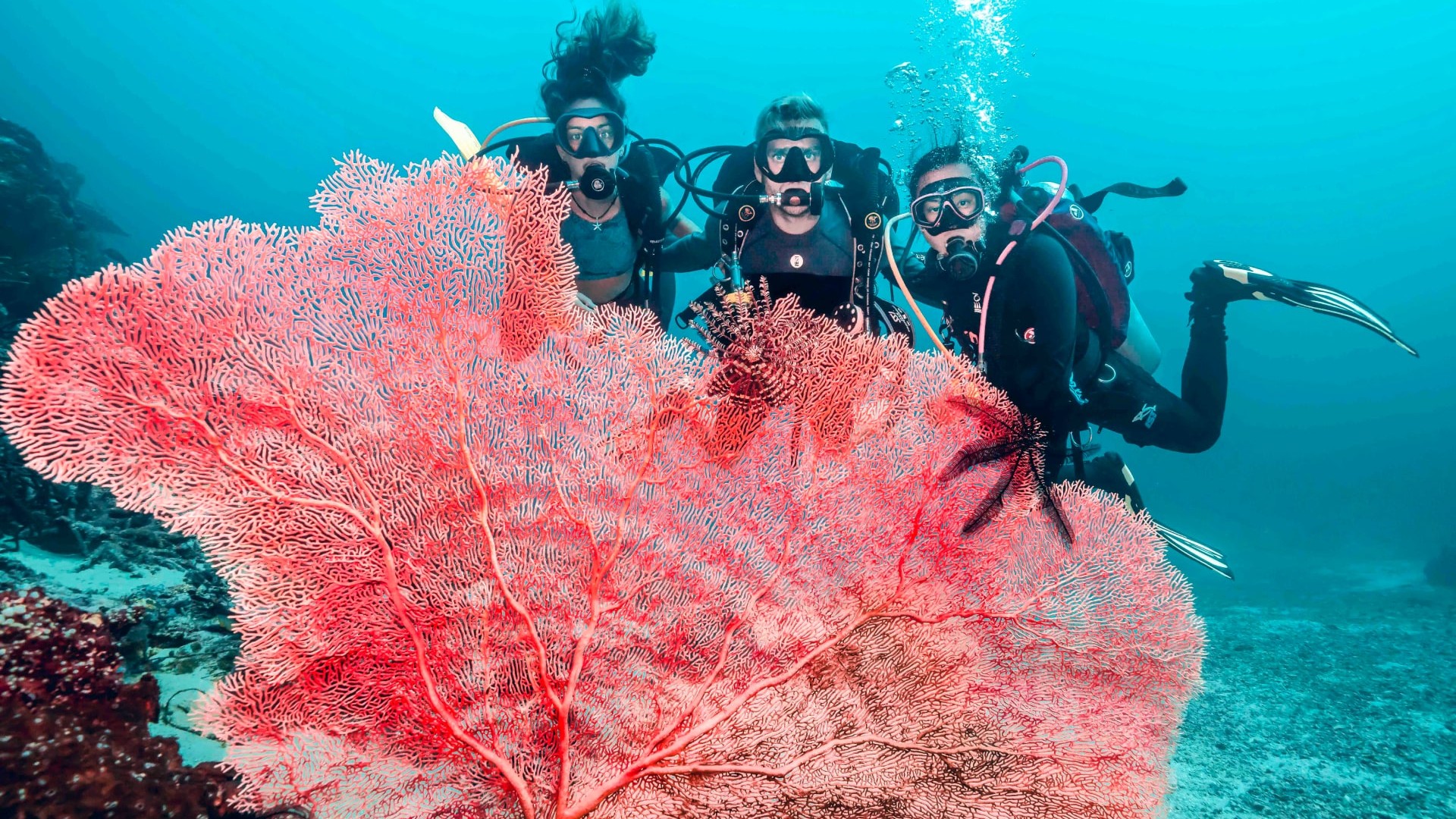 divers and fan coral diving gili islands