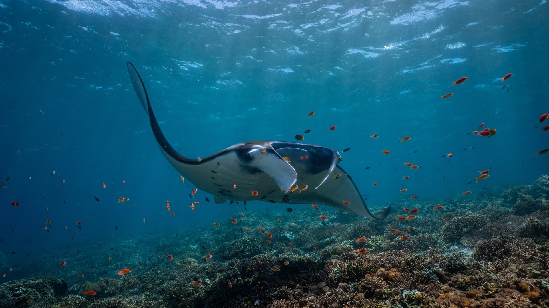 manta ray diving photos manta dive gili t