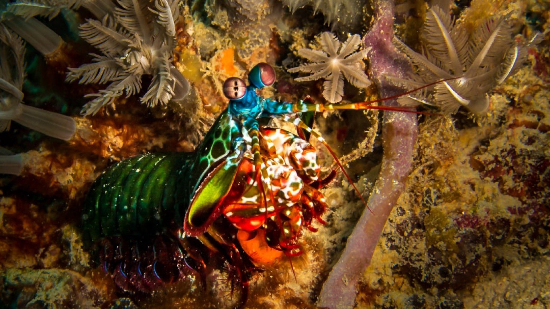 mantis shrimp in the open manta dive gili t