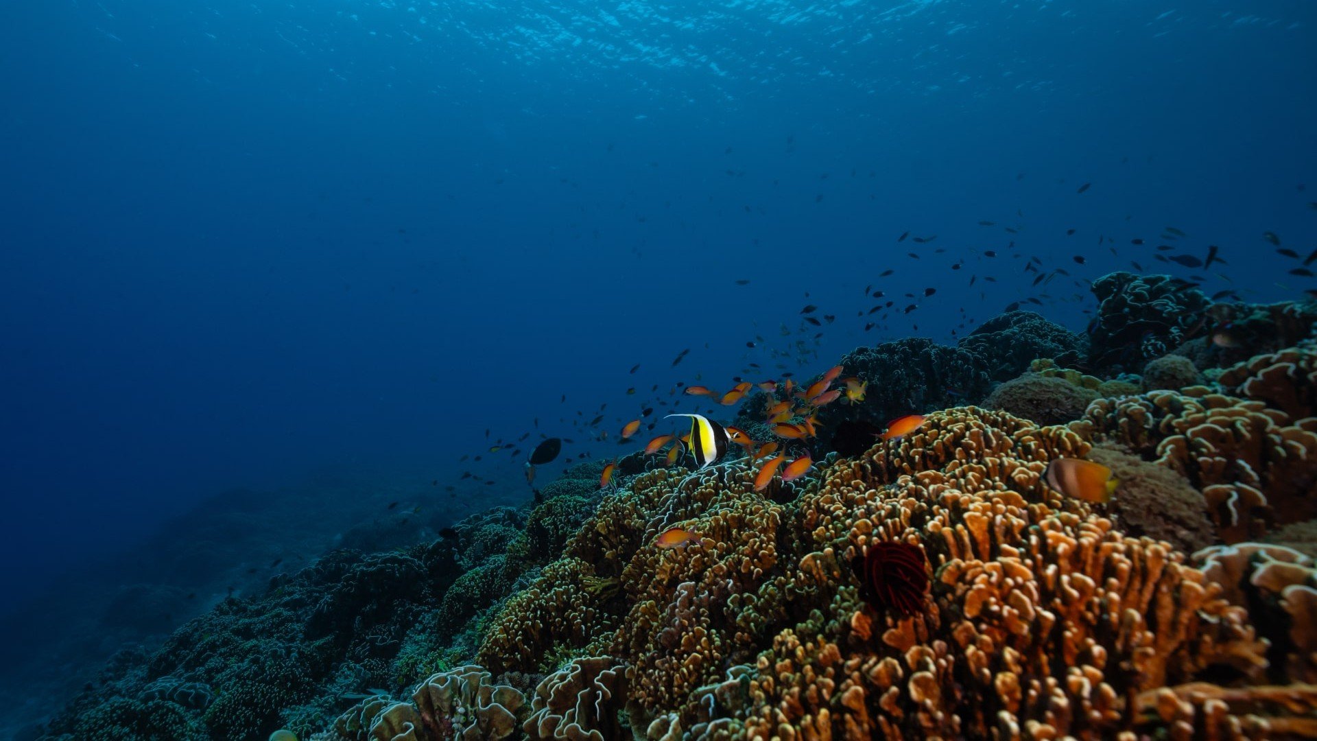 coral garden slopes diving photos manta dive