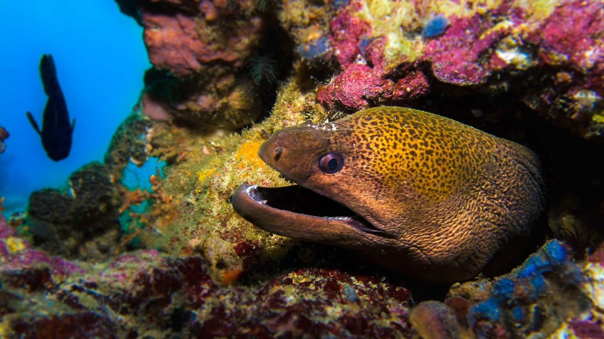 muray eel gili islands manta dive