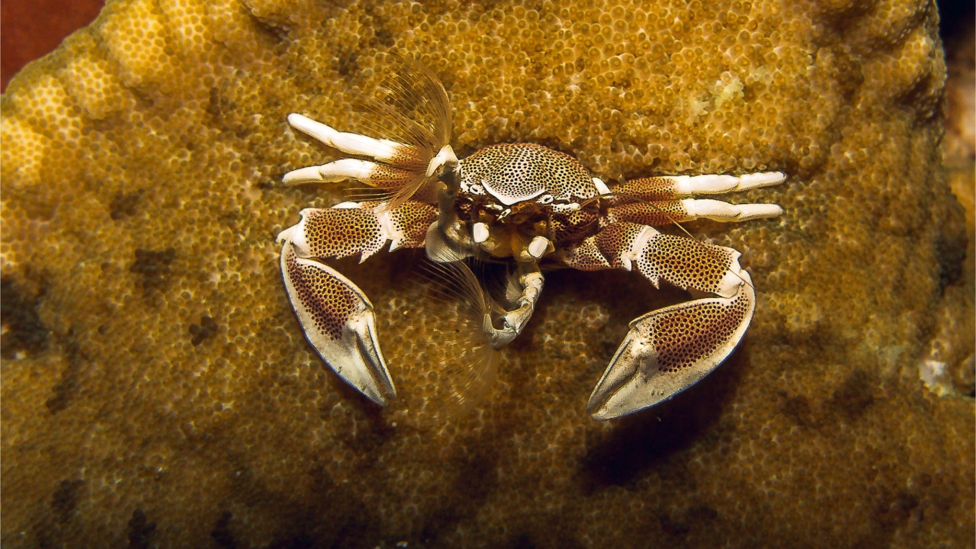 small crab on guard diving gili islands