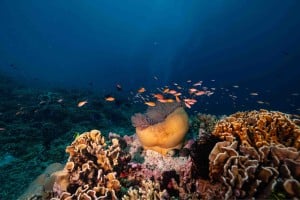 small school of fish and coral diving photos gili islands