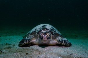 turtle covered in sand manta dive gili trawangan