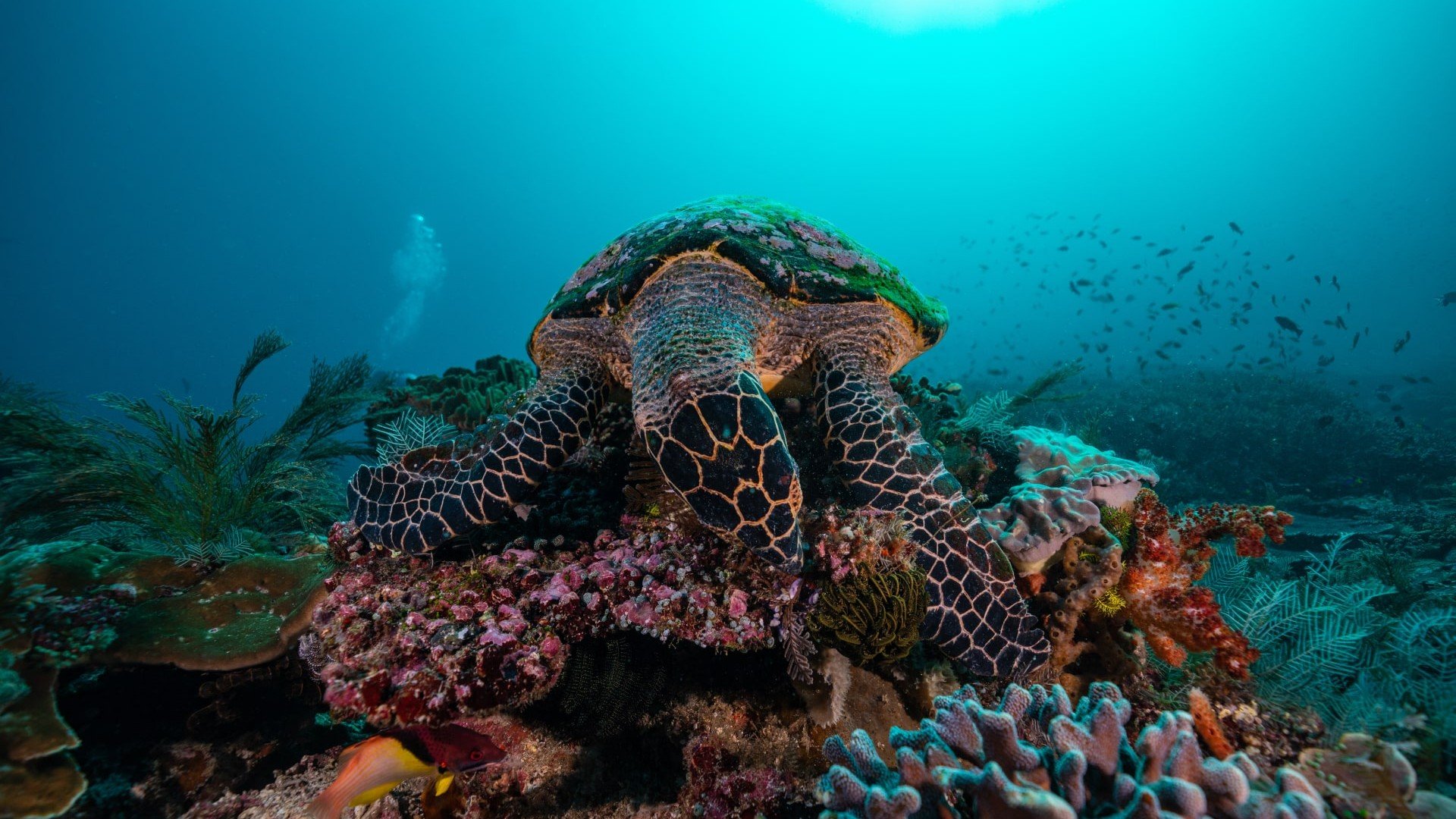 turtle feeding on coral manta dive gili t