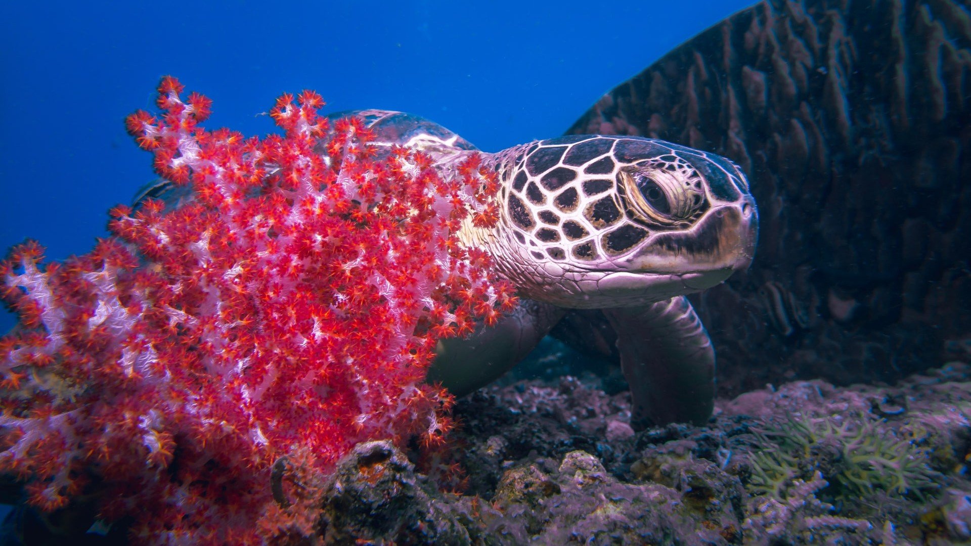 sleepy turtle diving gili islands manta dive gili t