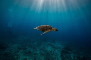 turtle swimming diving photos manta dive gili islands