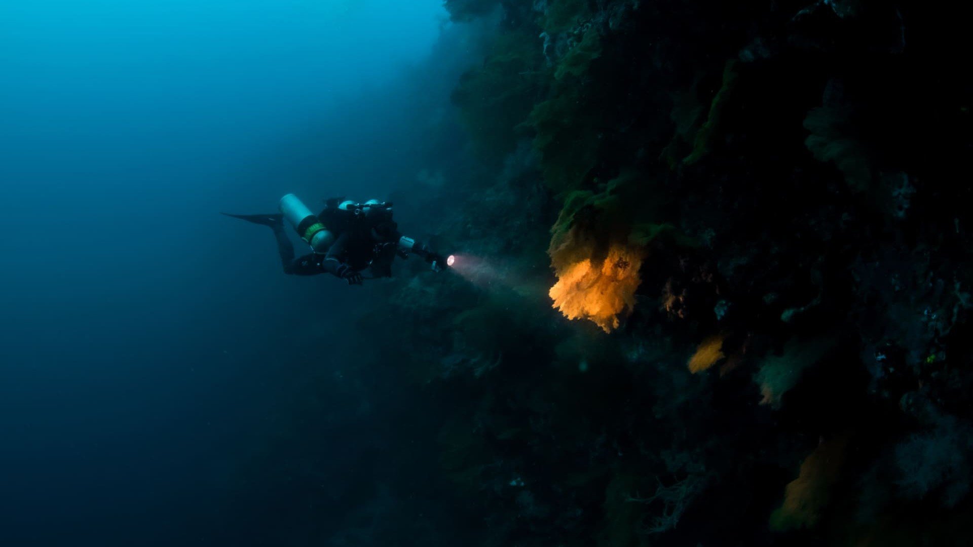deep reef wall - Manta Dive Tech Gili T