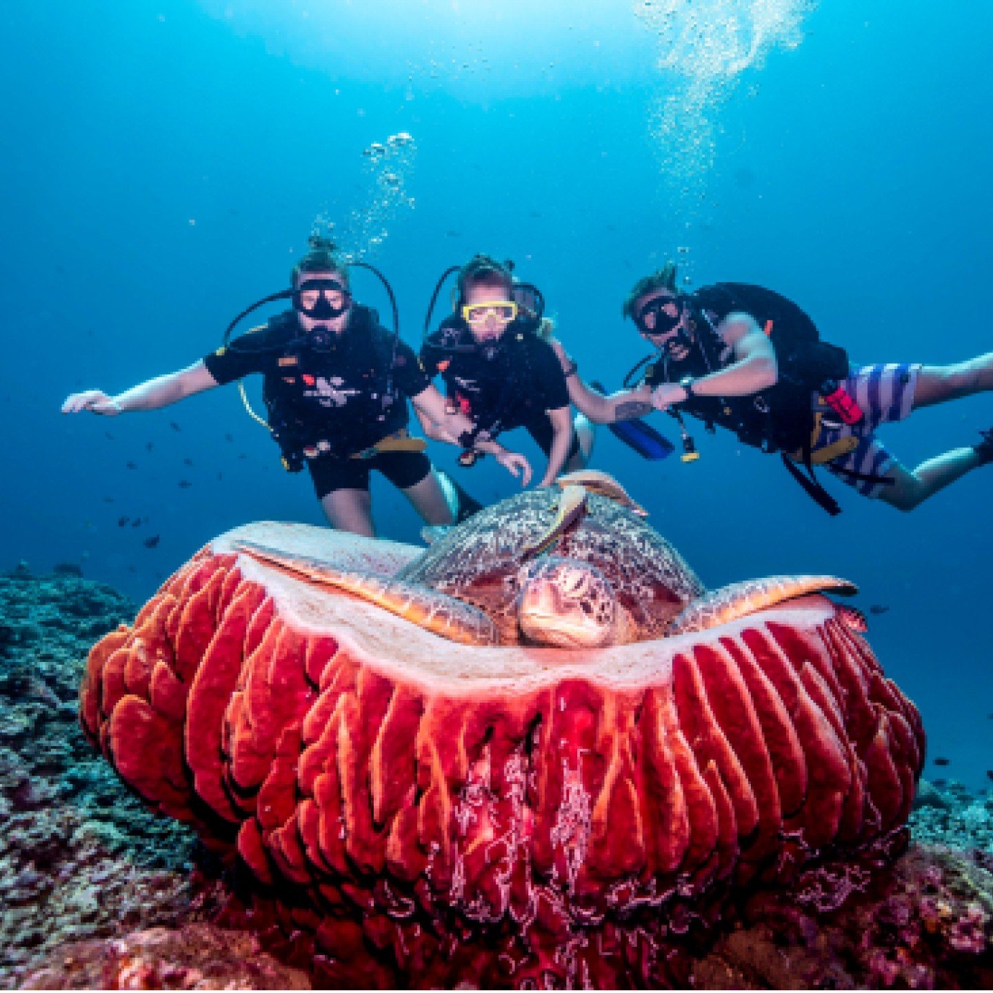 divers with turtle on coral