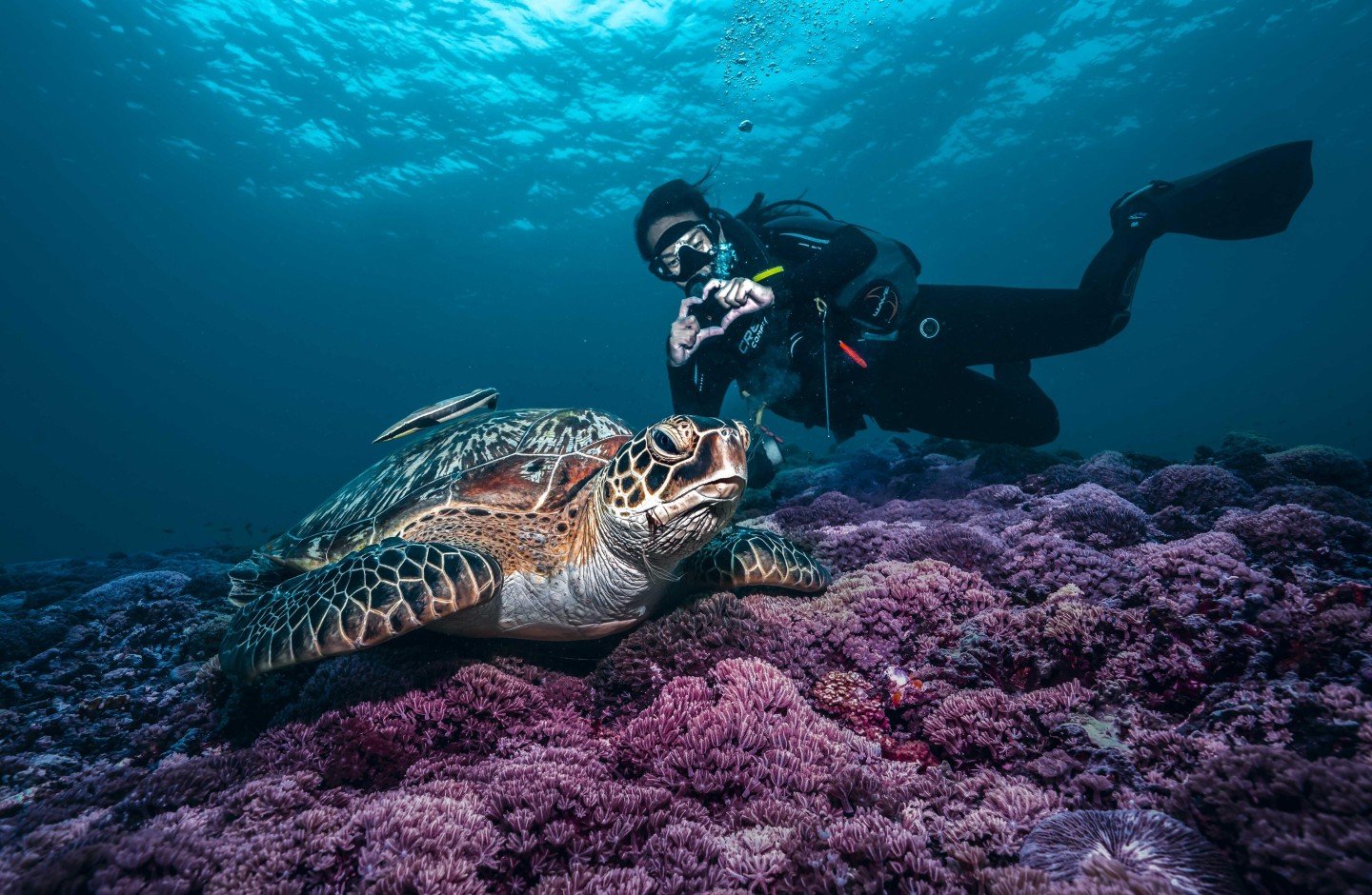 Turtle - Deep Diver Specialty - Scuba Diving at Manta Dive on the Gili Islands Indonesia