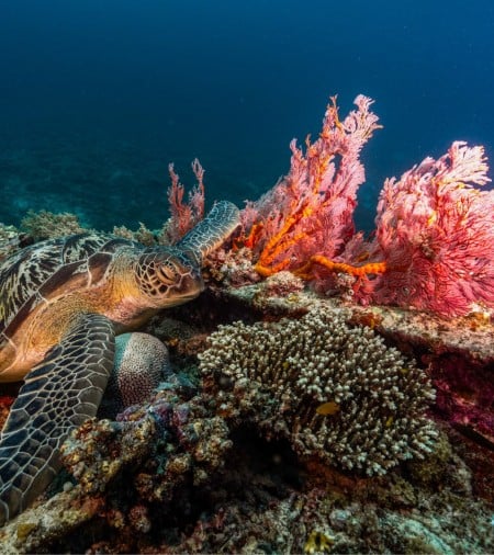 turtle eating coral gili trawangan min