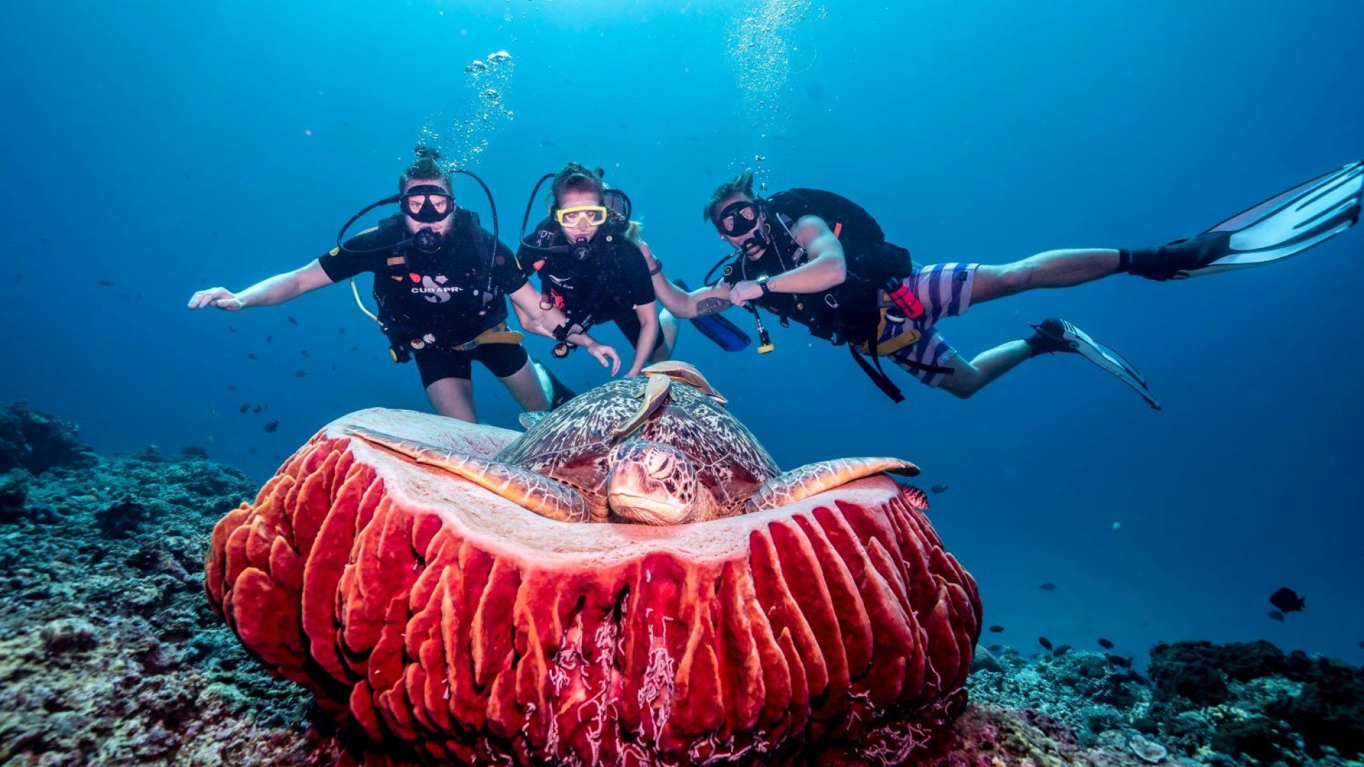 Divers turtle sponge