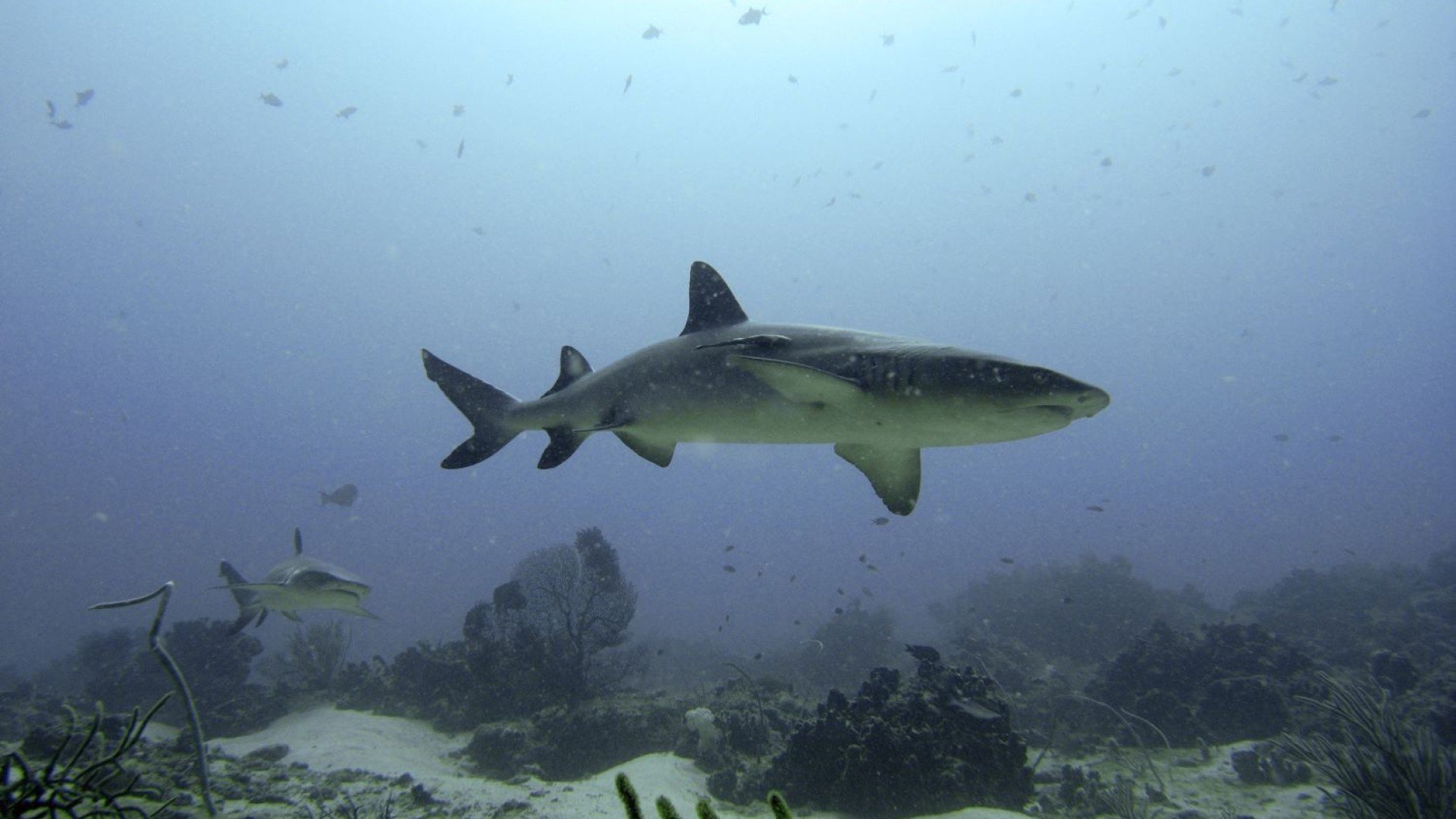 Shark Point Gili Trawangan - Manta Dive