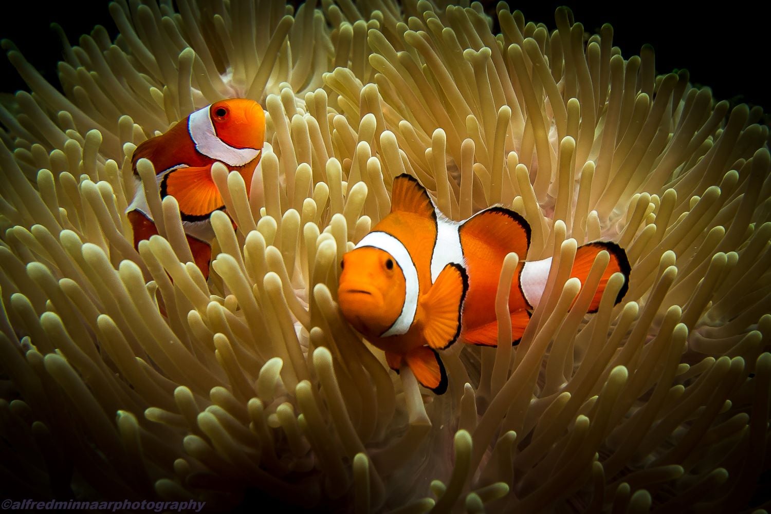 Clown fish during an open water dive course