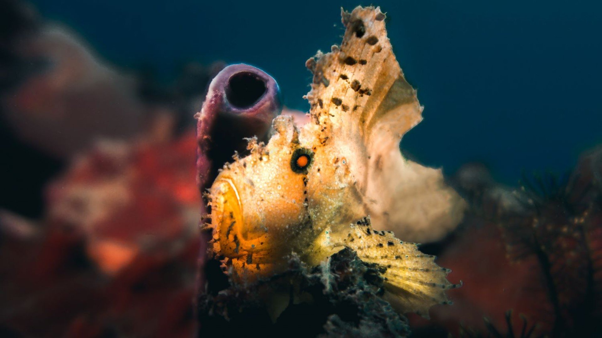 leaf scorpionfish diving gili islands