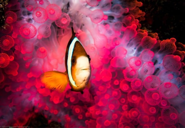 advanced course at manta dive gili t