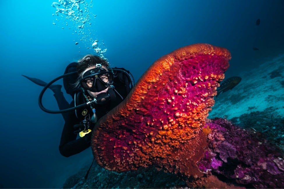 Dive nitrox with manta dive