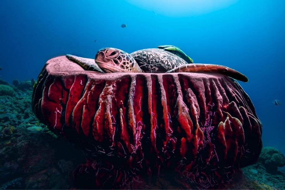 Turtle during open water diver course gili trawangan