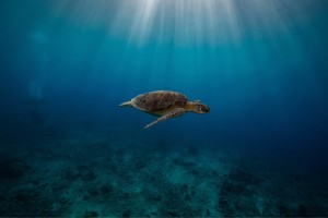 turtle swimming diving photos manta dive gili islands