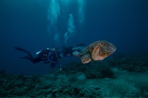 divers and turtle gili trawangan